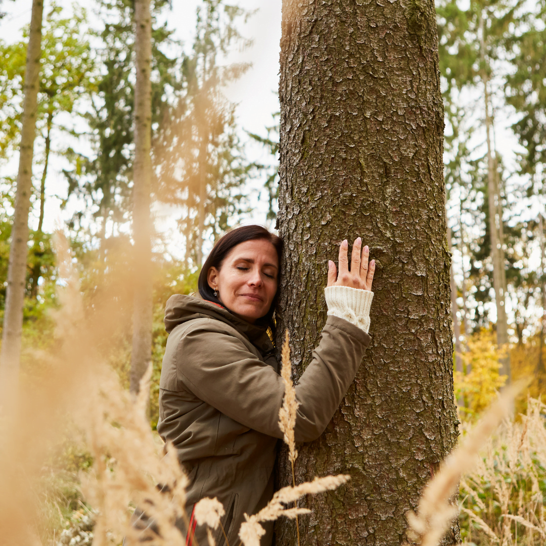 japanese forest bathing walk